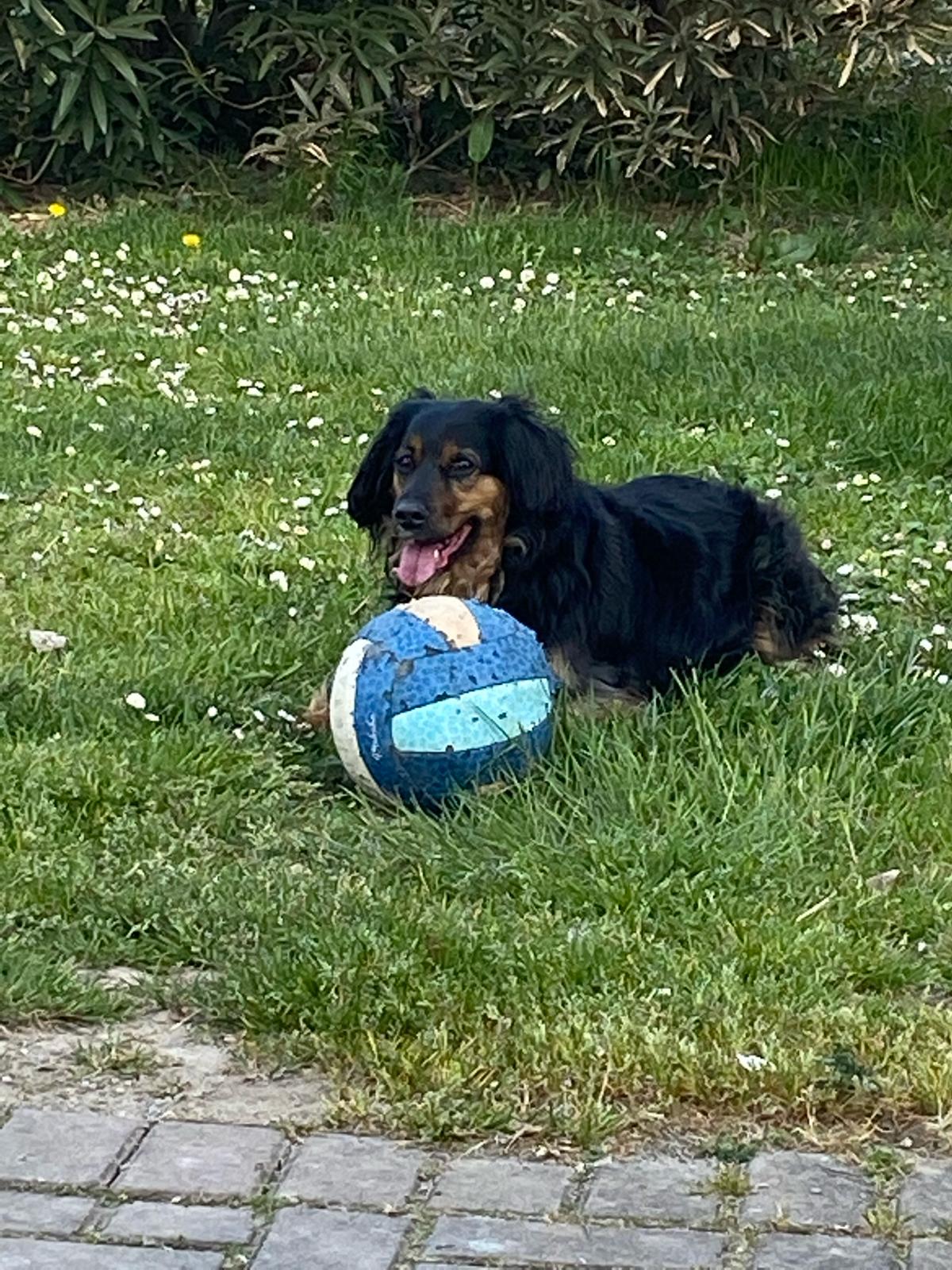 IMG CANE IN VACANZA