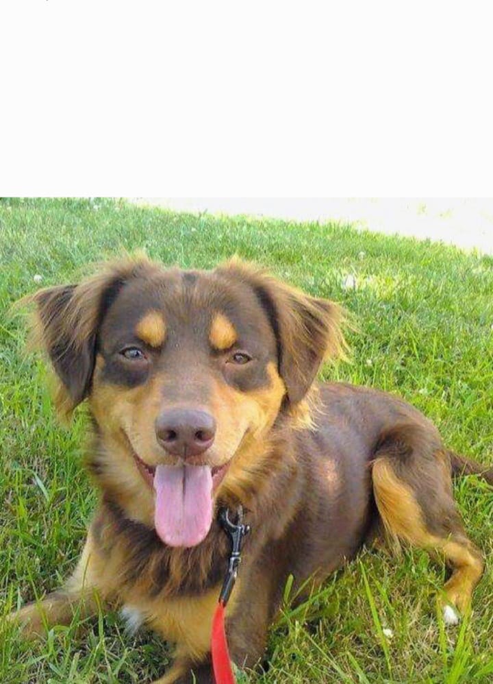 IMG CANE 002