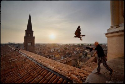 piccioni