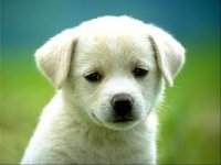 cane