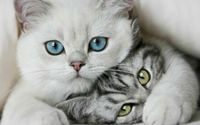gatti bellissimi