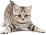 gatto